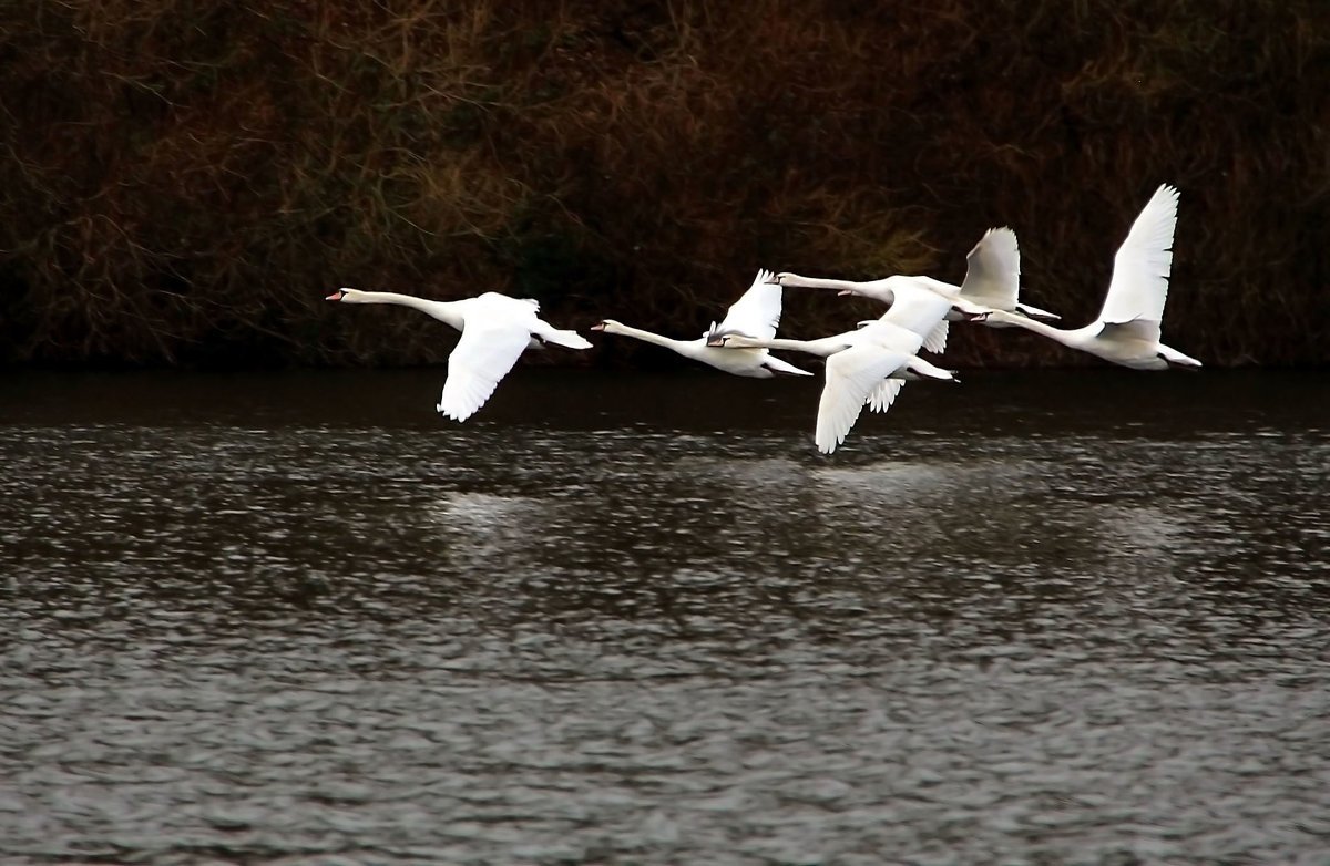 Лебеди в небе