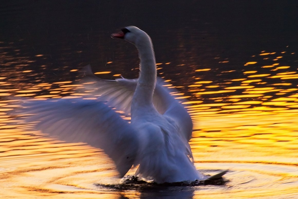 Лебедь улетающий на закате