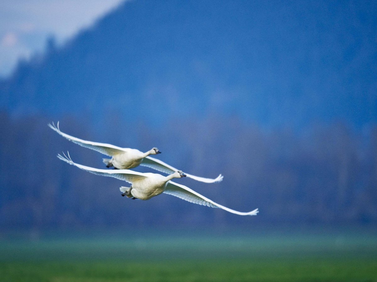 Лебеди летят