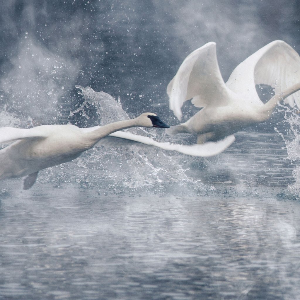 Лебедь взлетает с воды