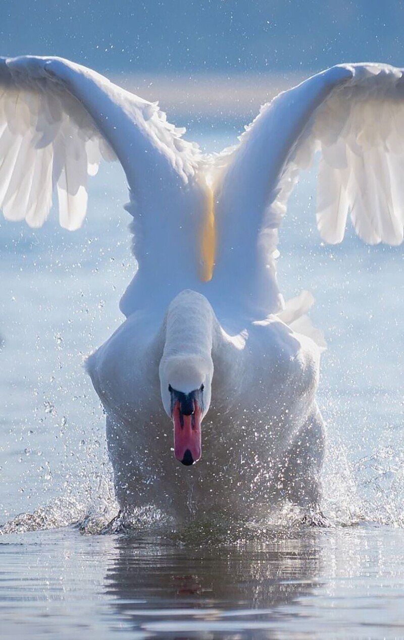 Лебеди в небе