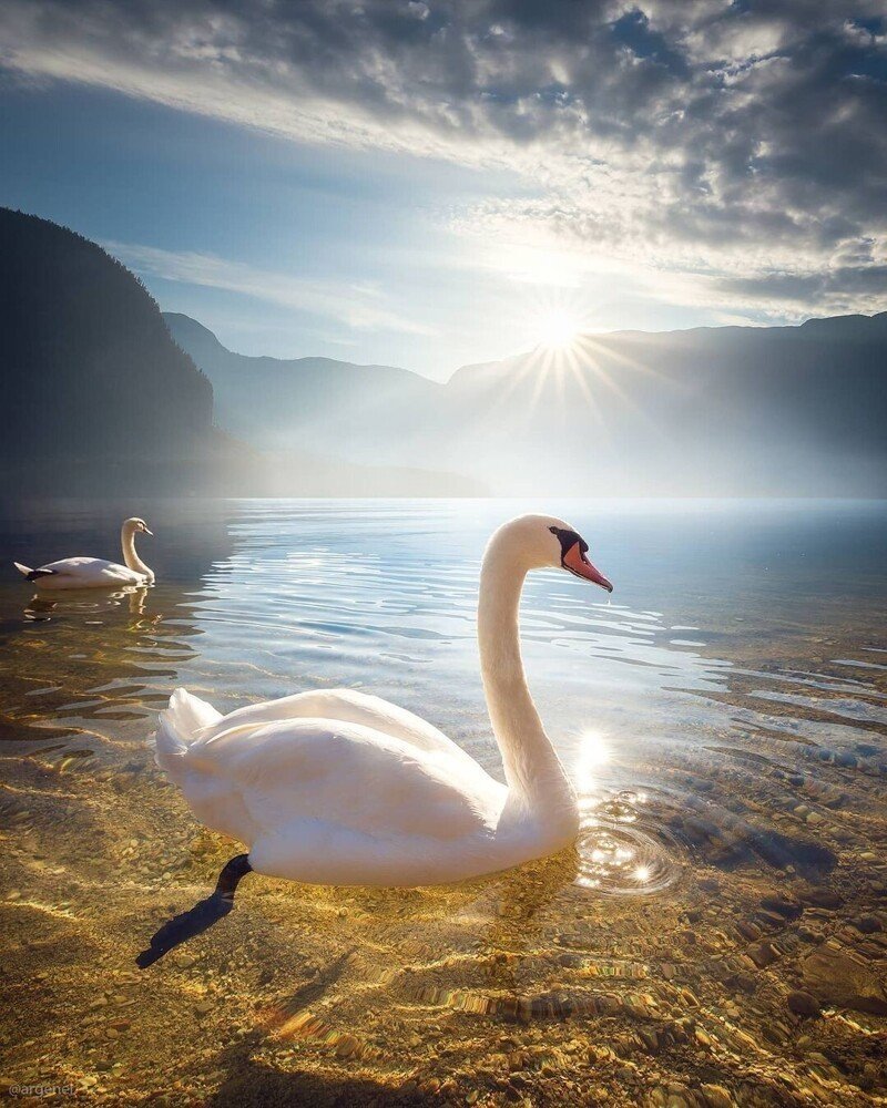 Лебеди летят