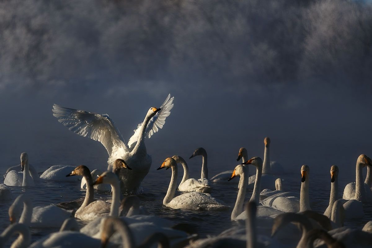 Заповедник Лебединое озеро Виктория