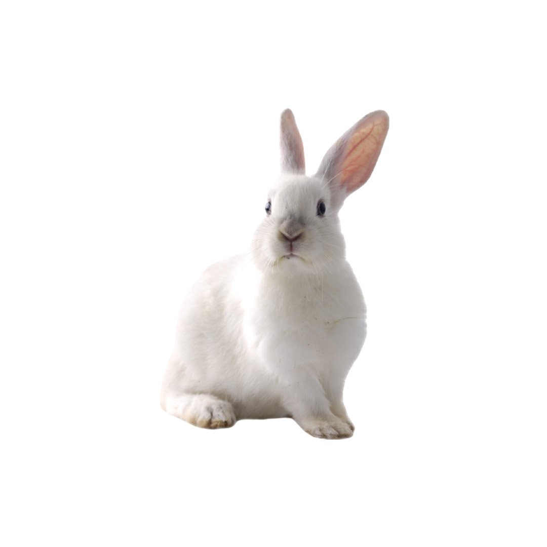 Заяц на белом фоне