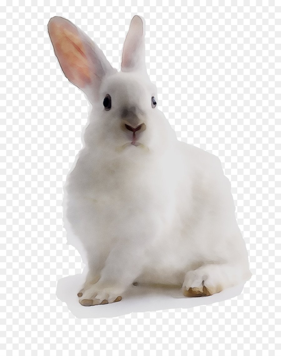 Кролик на белом фоне