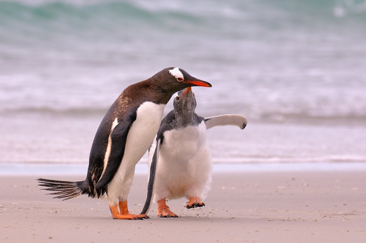 Забавные пингвины
