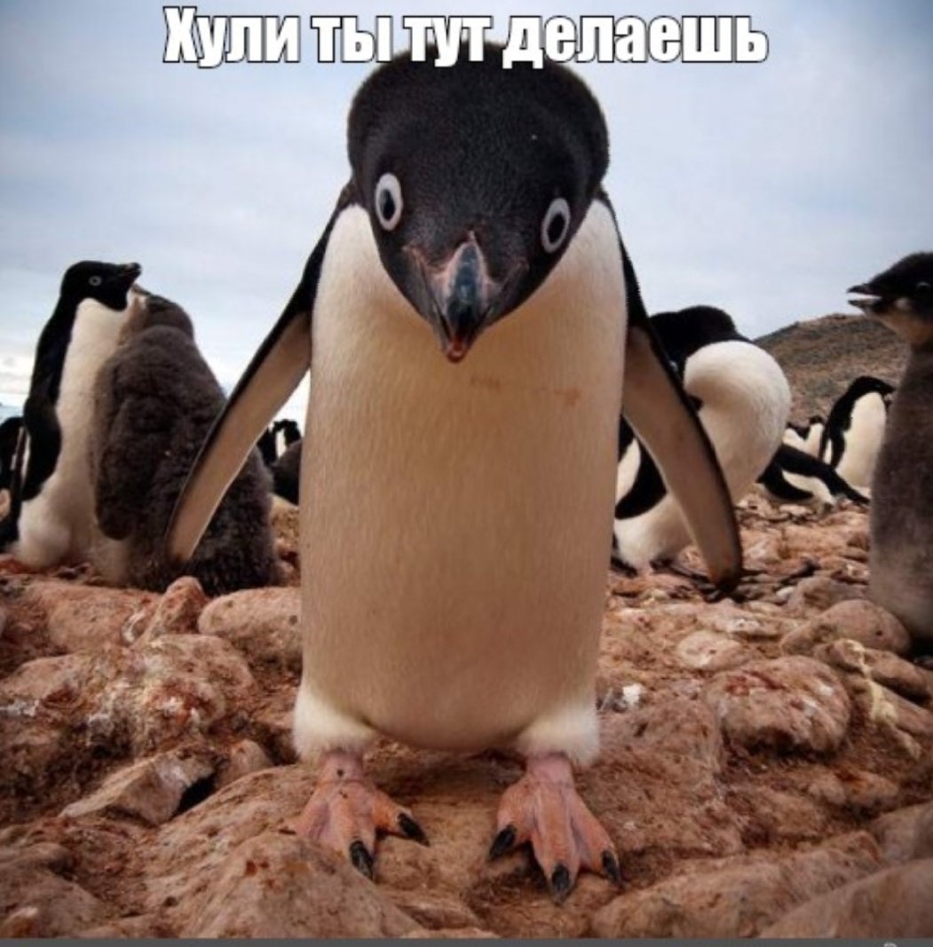 Фунни Пингвин