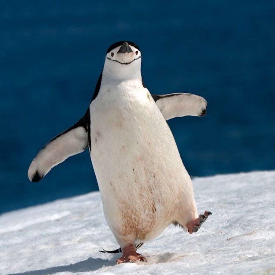 Забавные пингвины