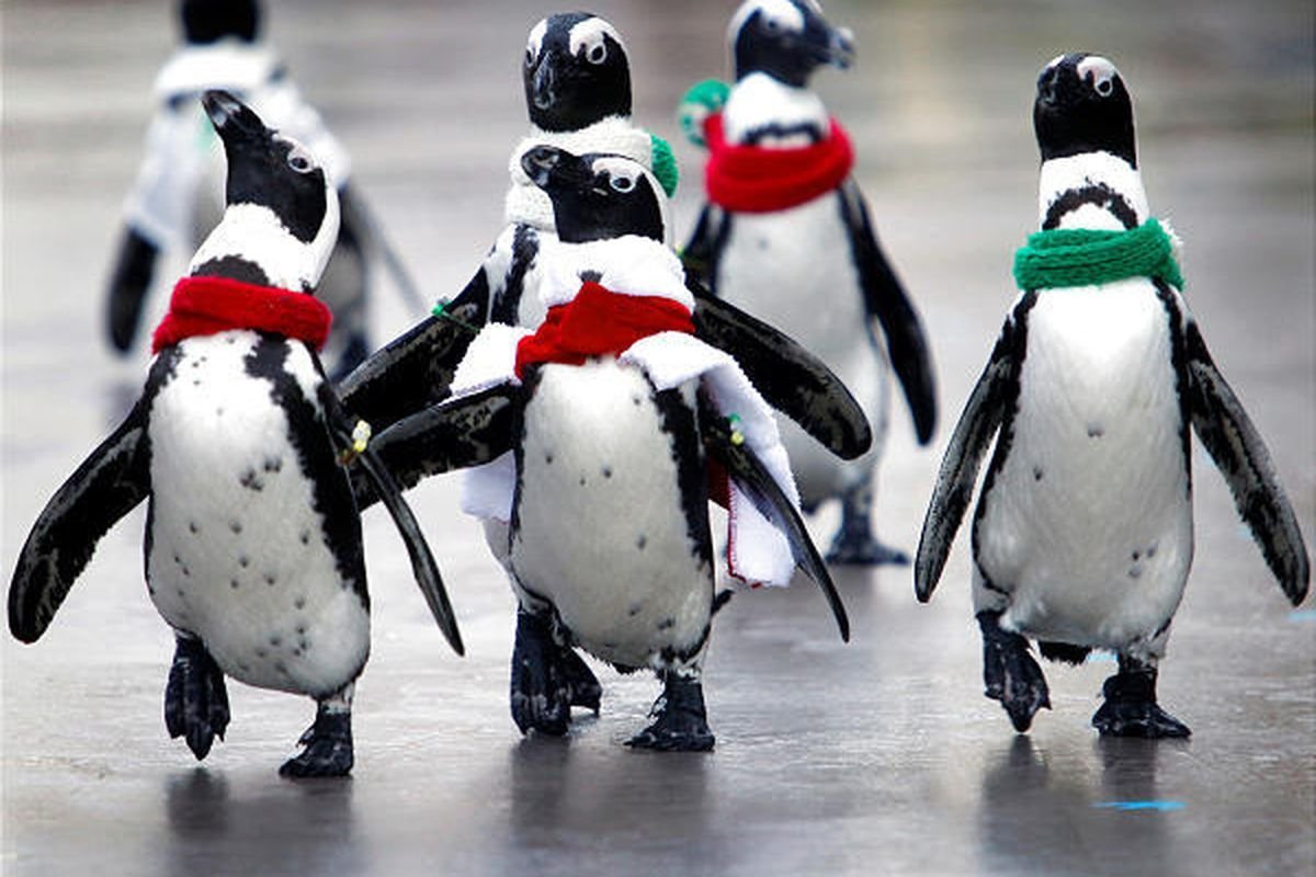 Пингвины танцуют