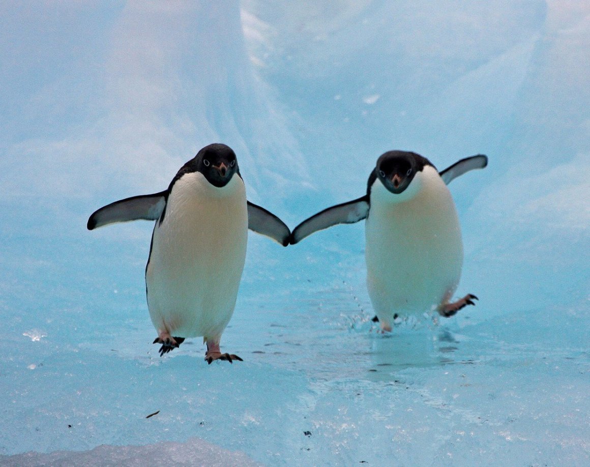 Два пингвина