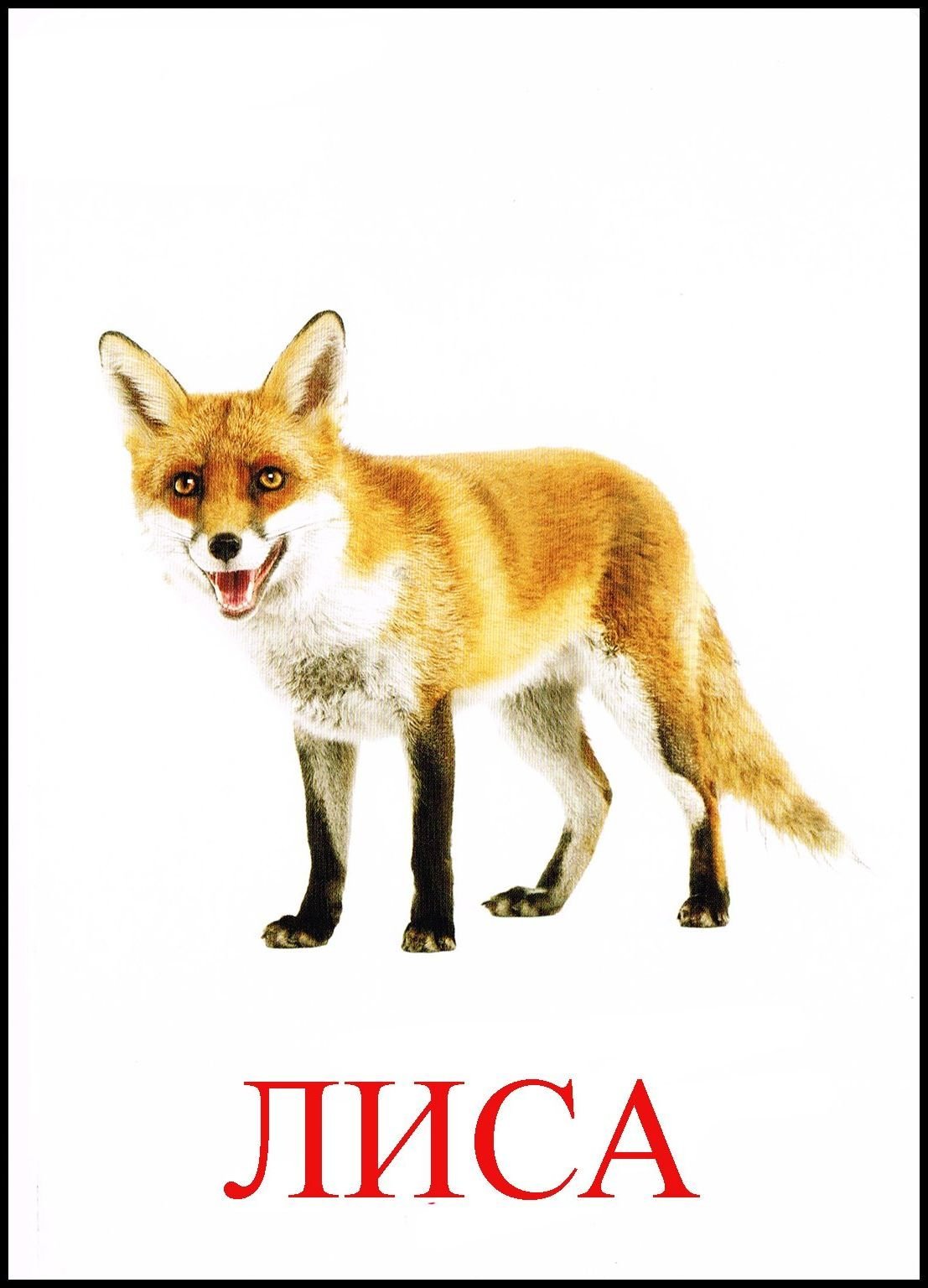 Картинки для срисовки лиса