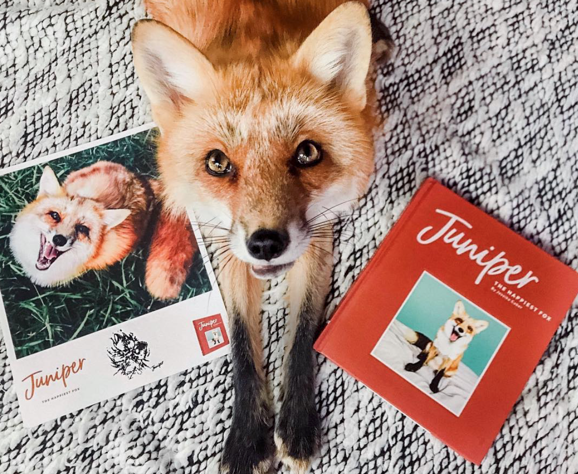 Милые мультяшные лисята