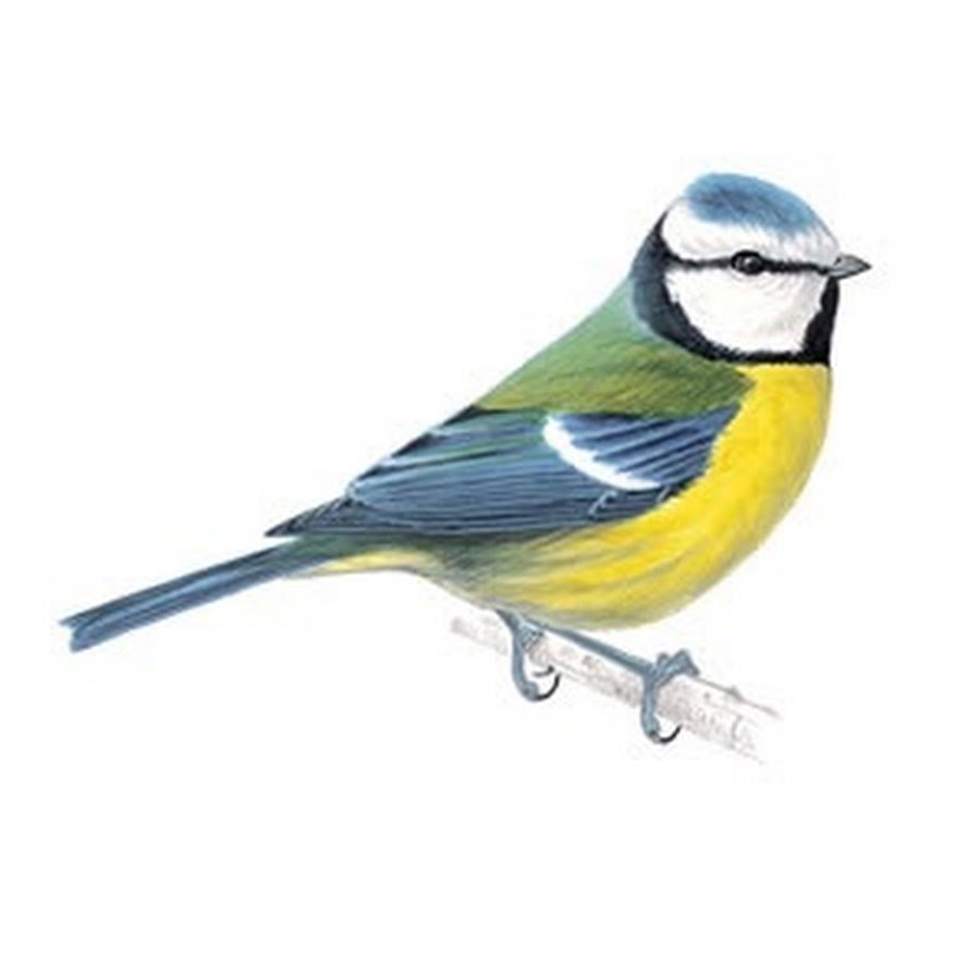 Большая синица