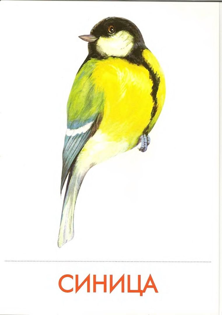 День синички 12 ноября для детей