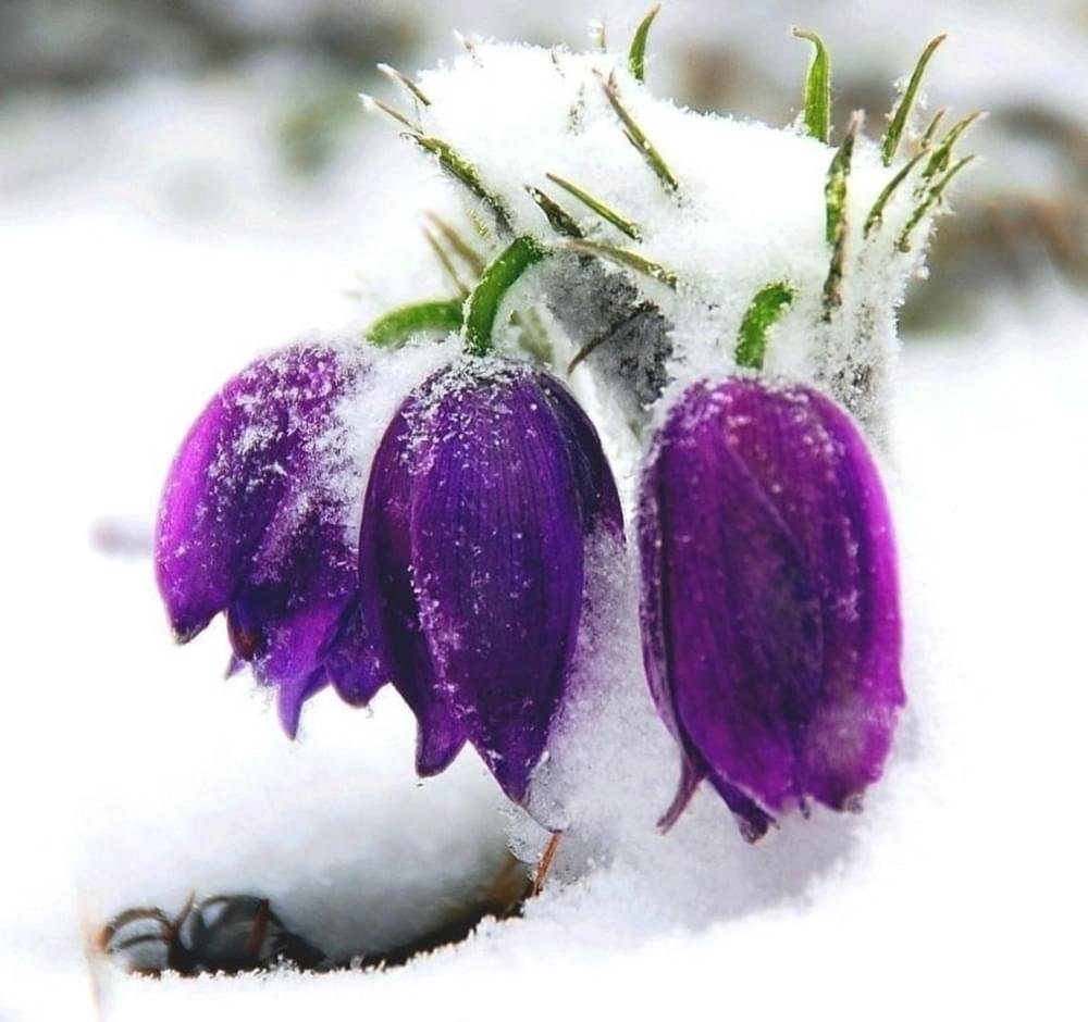 Цветы под снегом