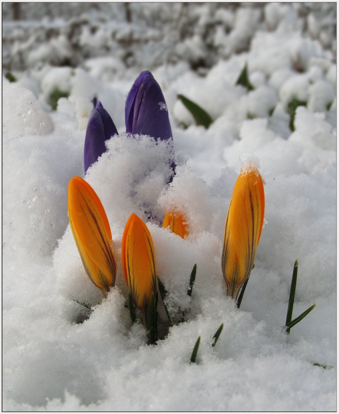 Зимнее настроение