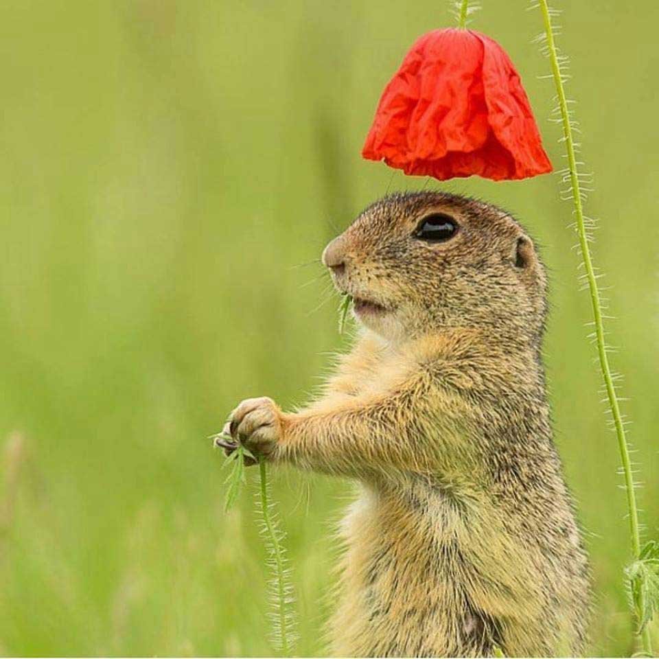 Злобный суслик