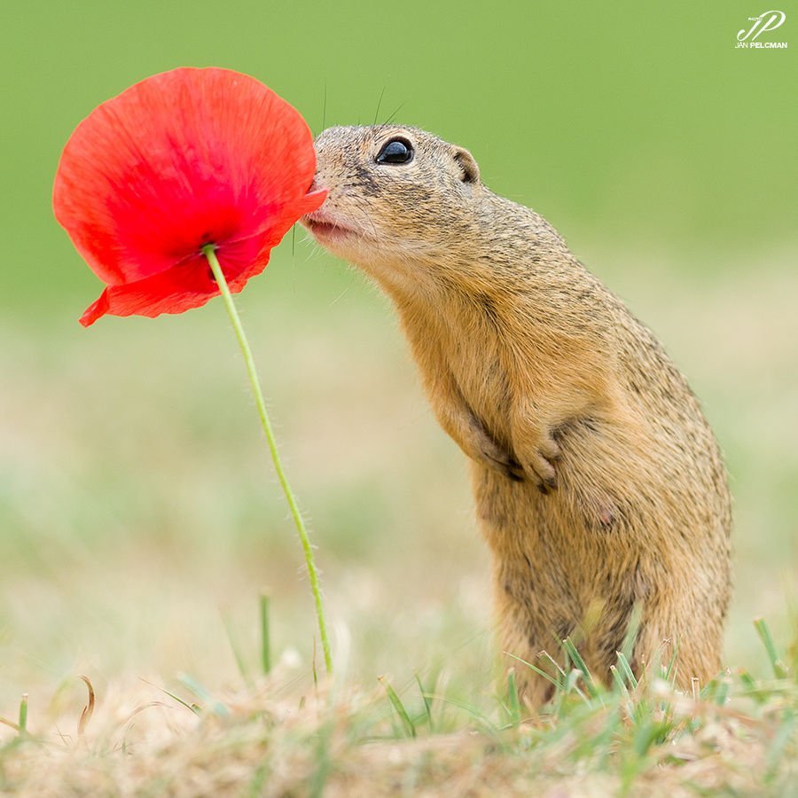 Суслик красивый