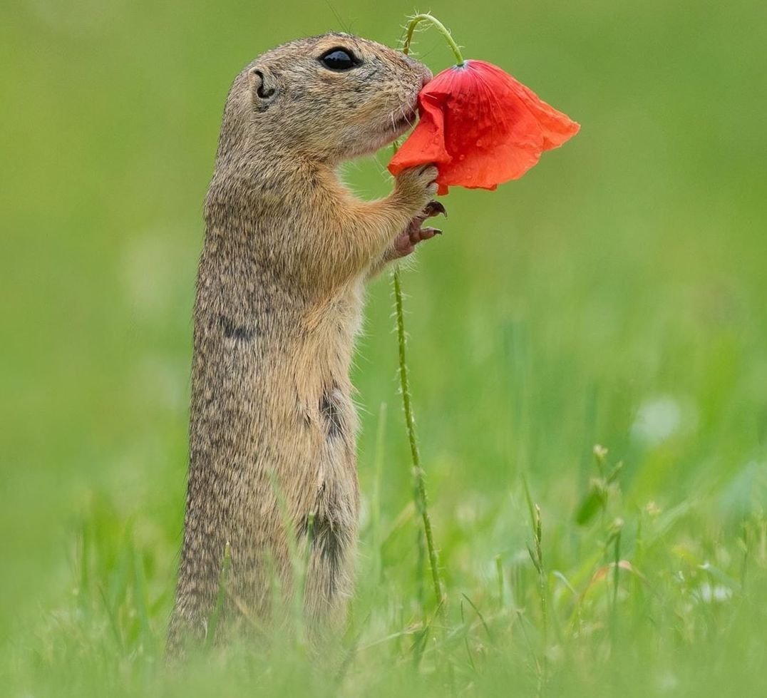 Дик Ван Дуйн суслик и цветок