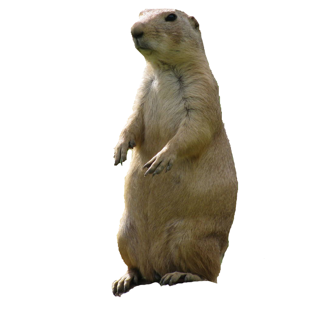 Сурок Байбак на белом фоне