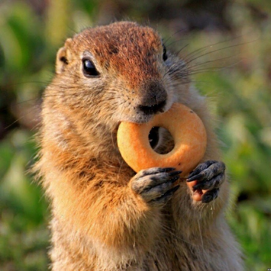 Милый суслик