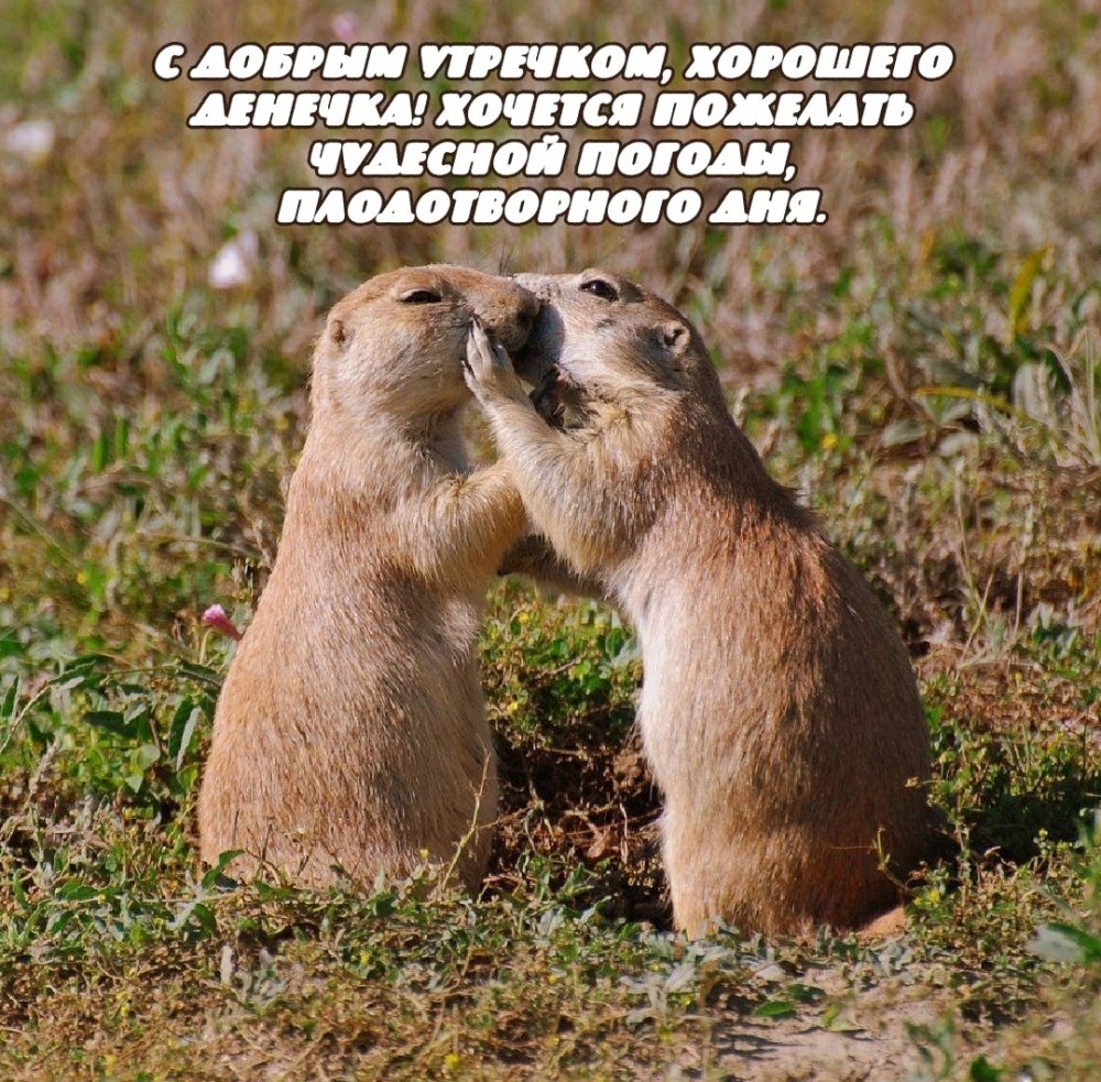 Суслики целуются