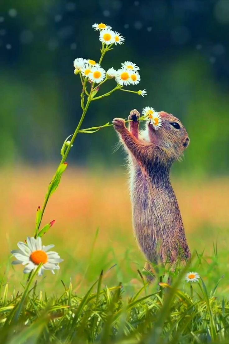 Суслик полевой