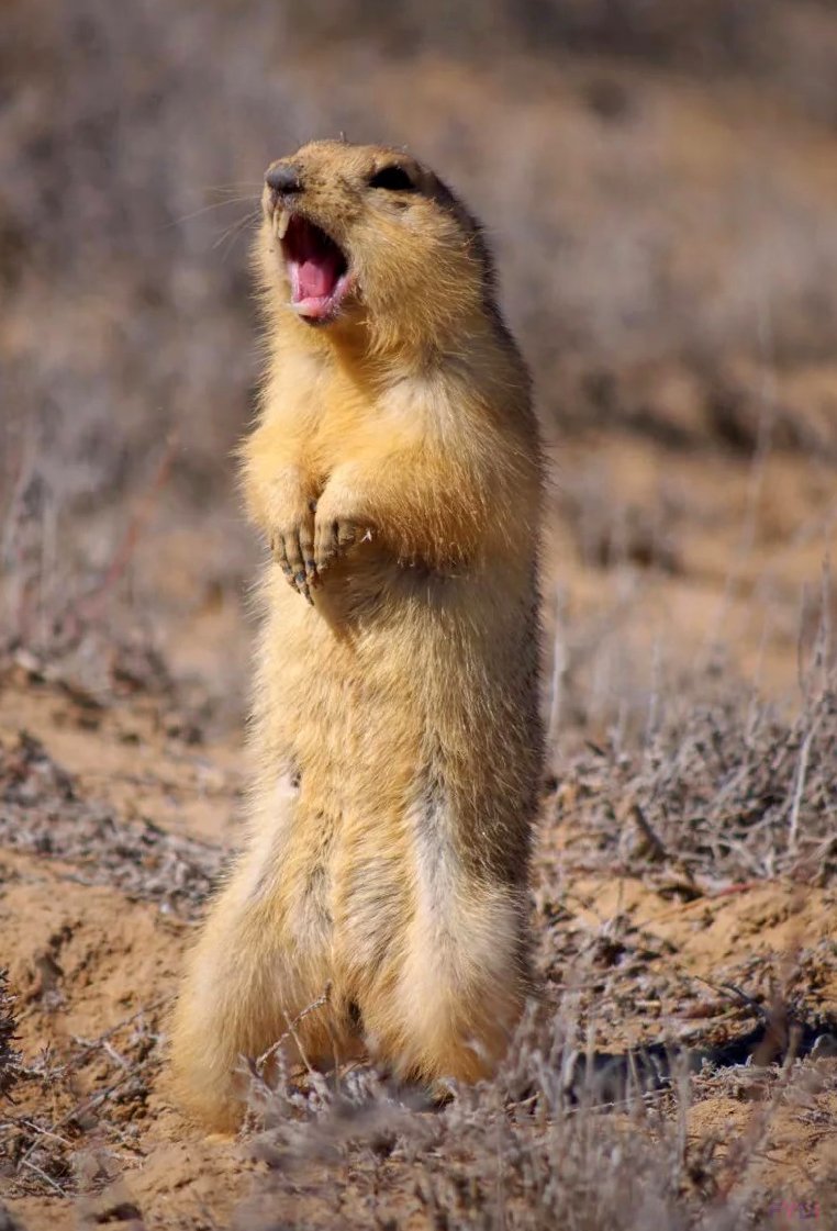 Суслик обыкновенный