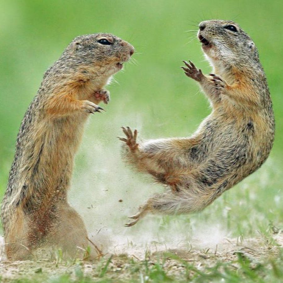 Суслики смешные