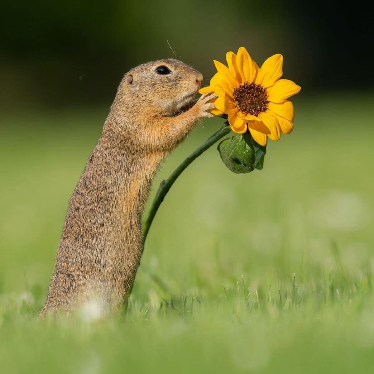 Дик Ван Дуйн суслик