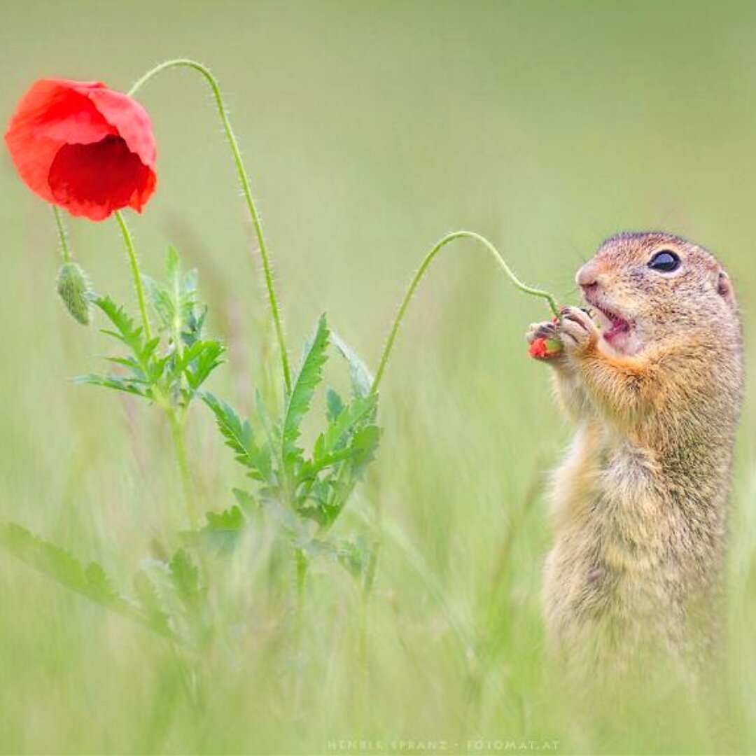 Дик Ван Дуйн суслик