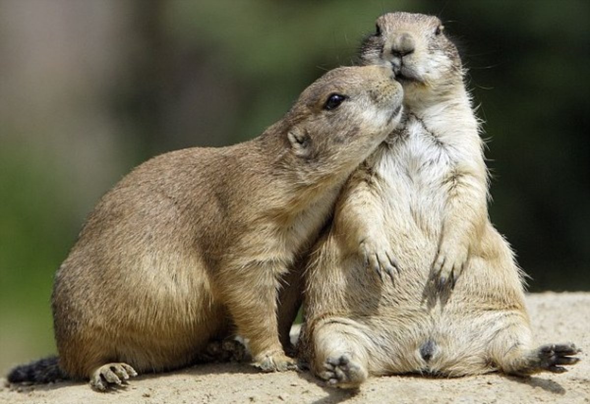 Сурки обнимаются