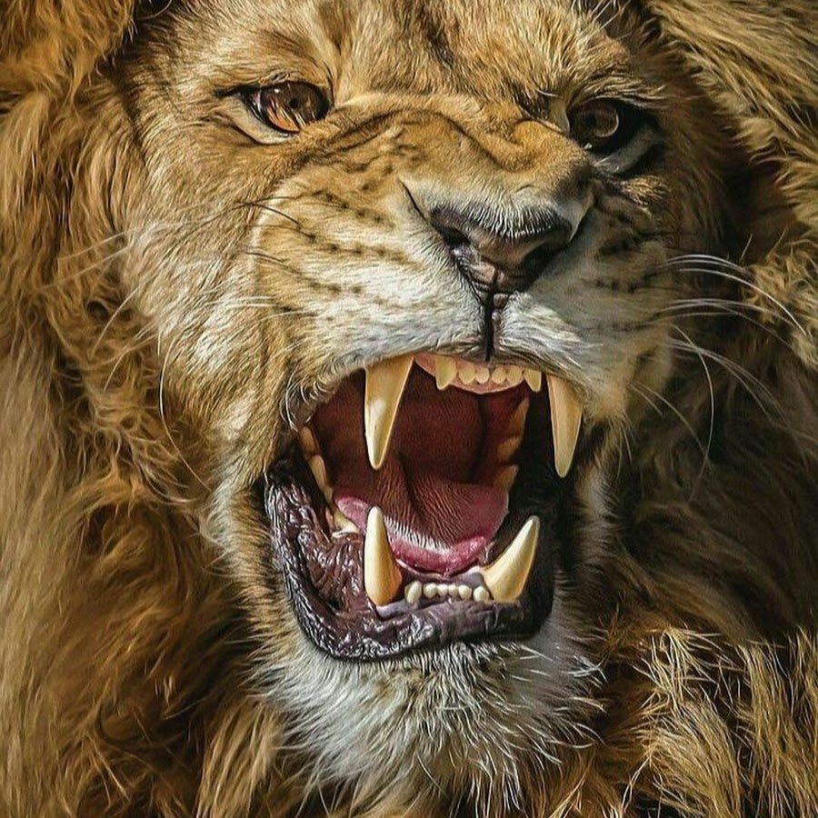 Злой черный Лев
