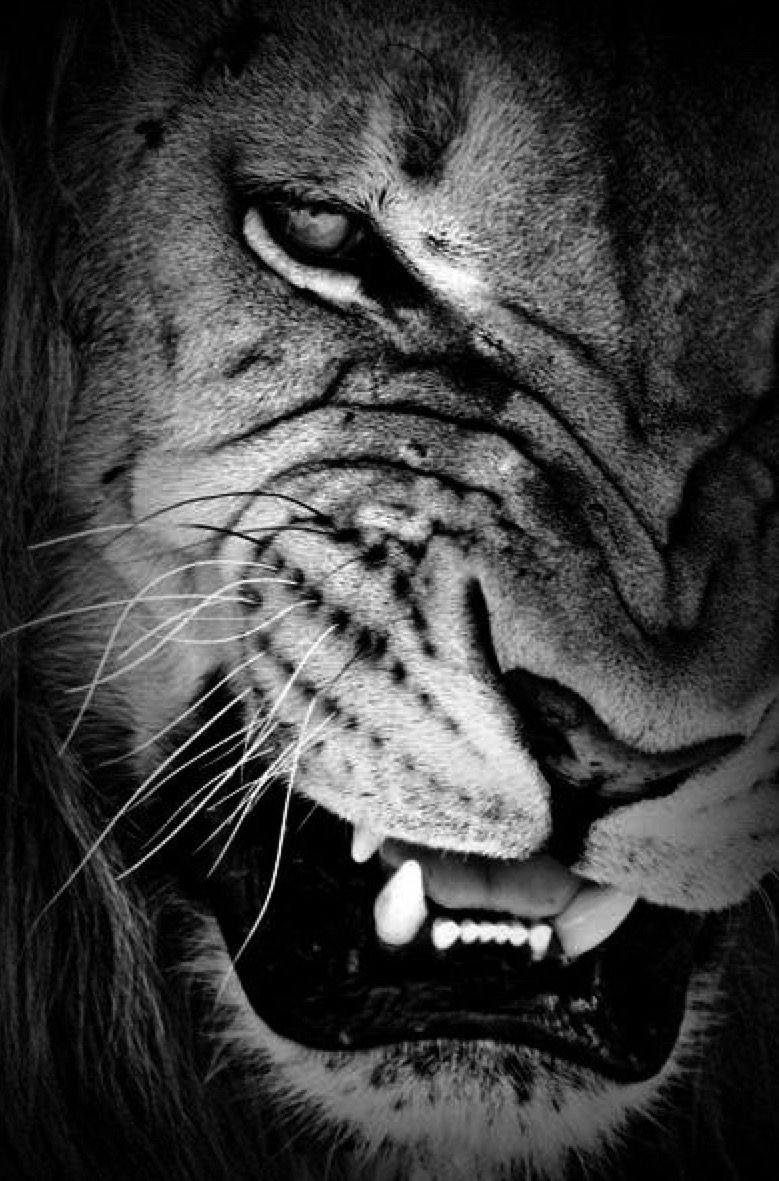 Лев оскал