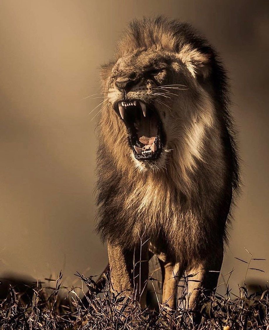Агрессивный Лев
