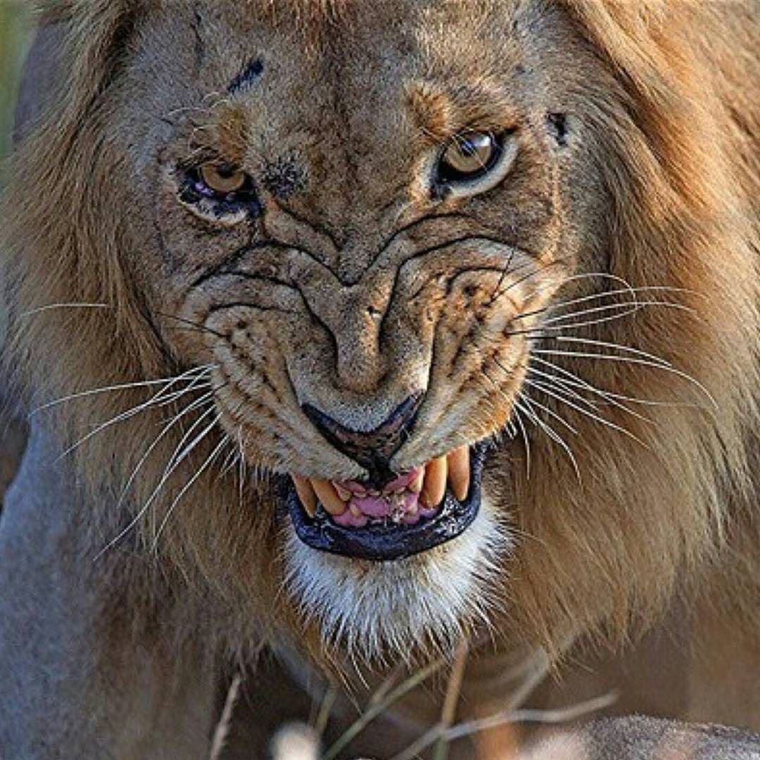 Оскал Льва фэнтези