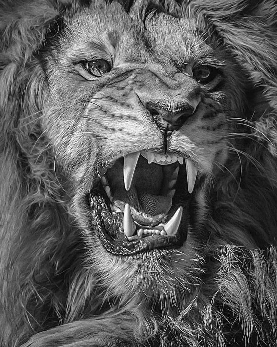 Очень злой Лев