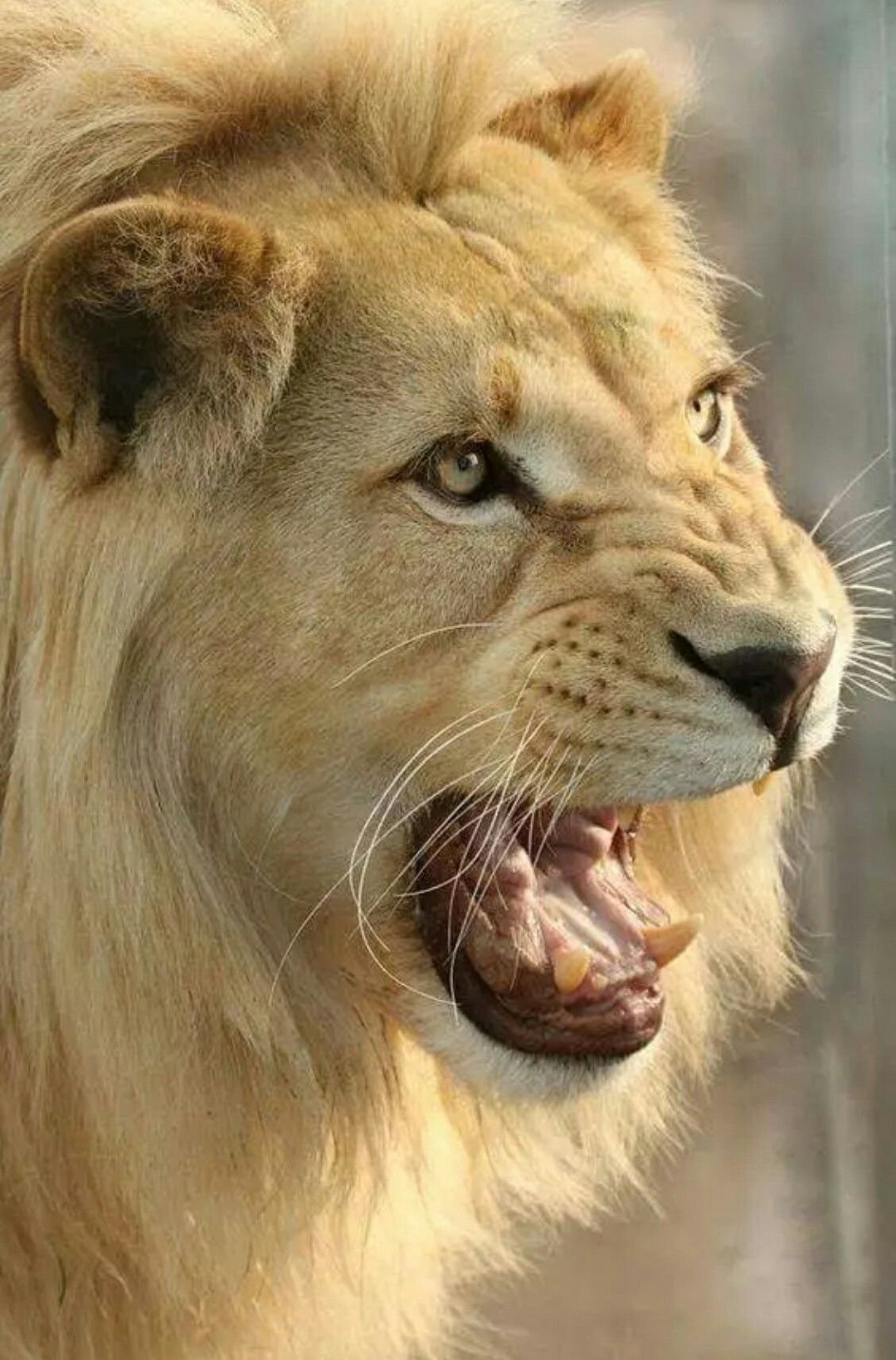 Тигр альбинос оскал