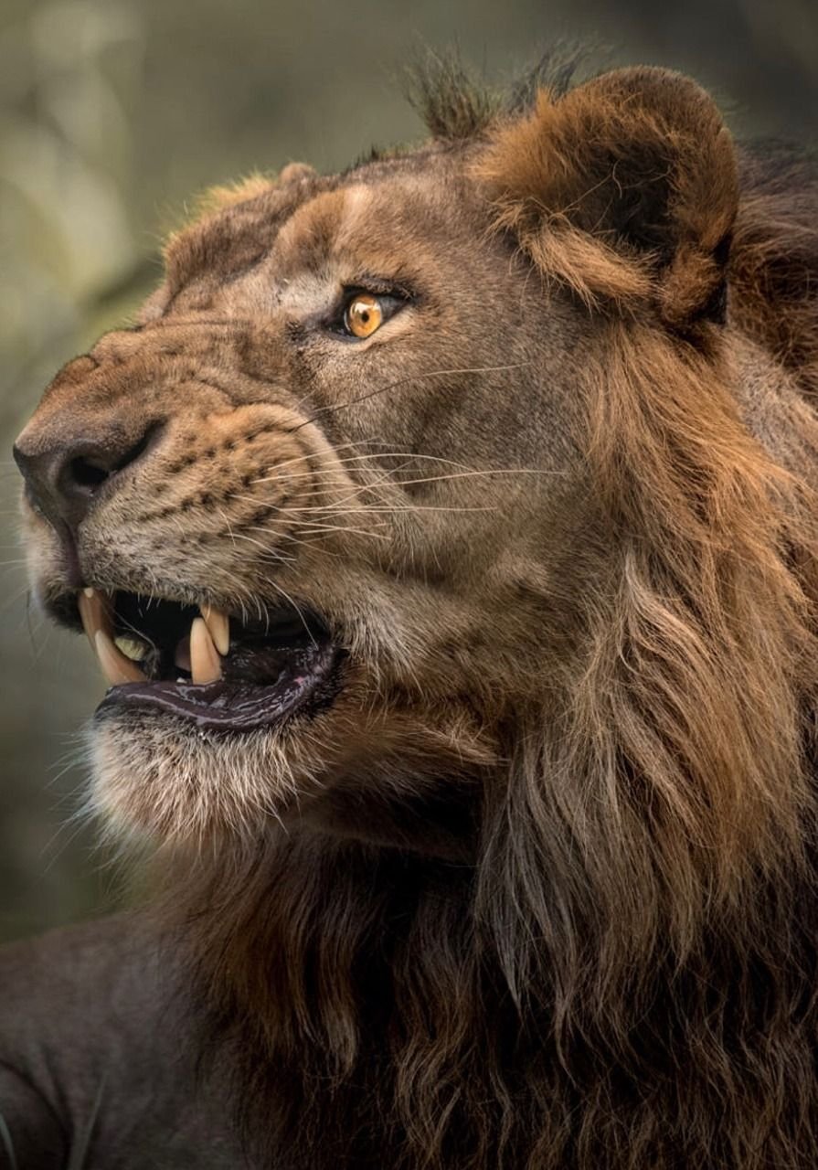 Окровавленная морда Льва