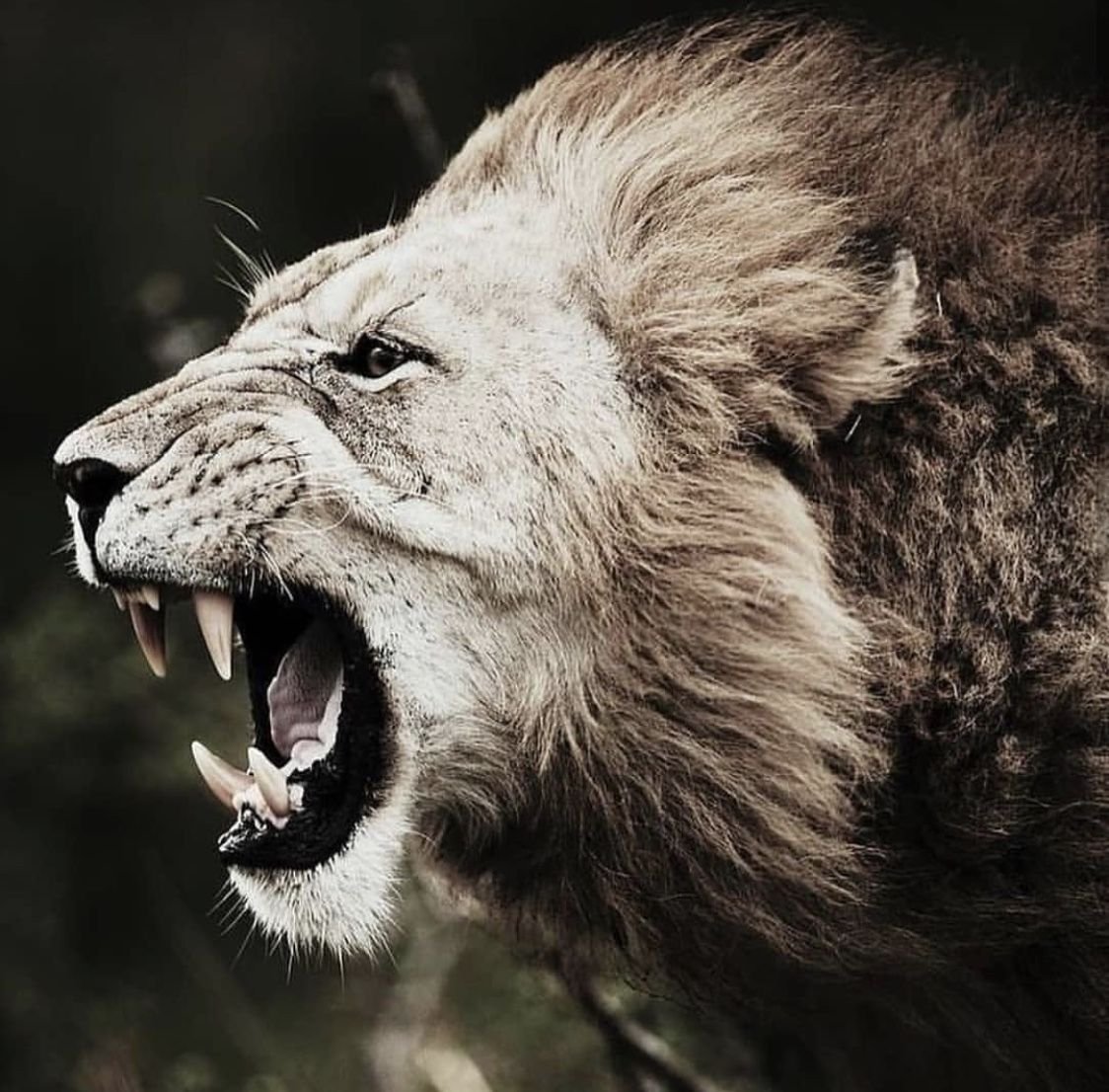 Лев злой картинки
