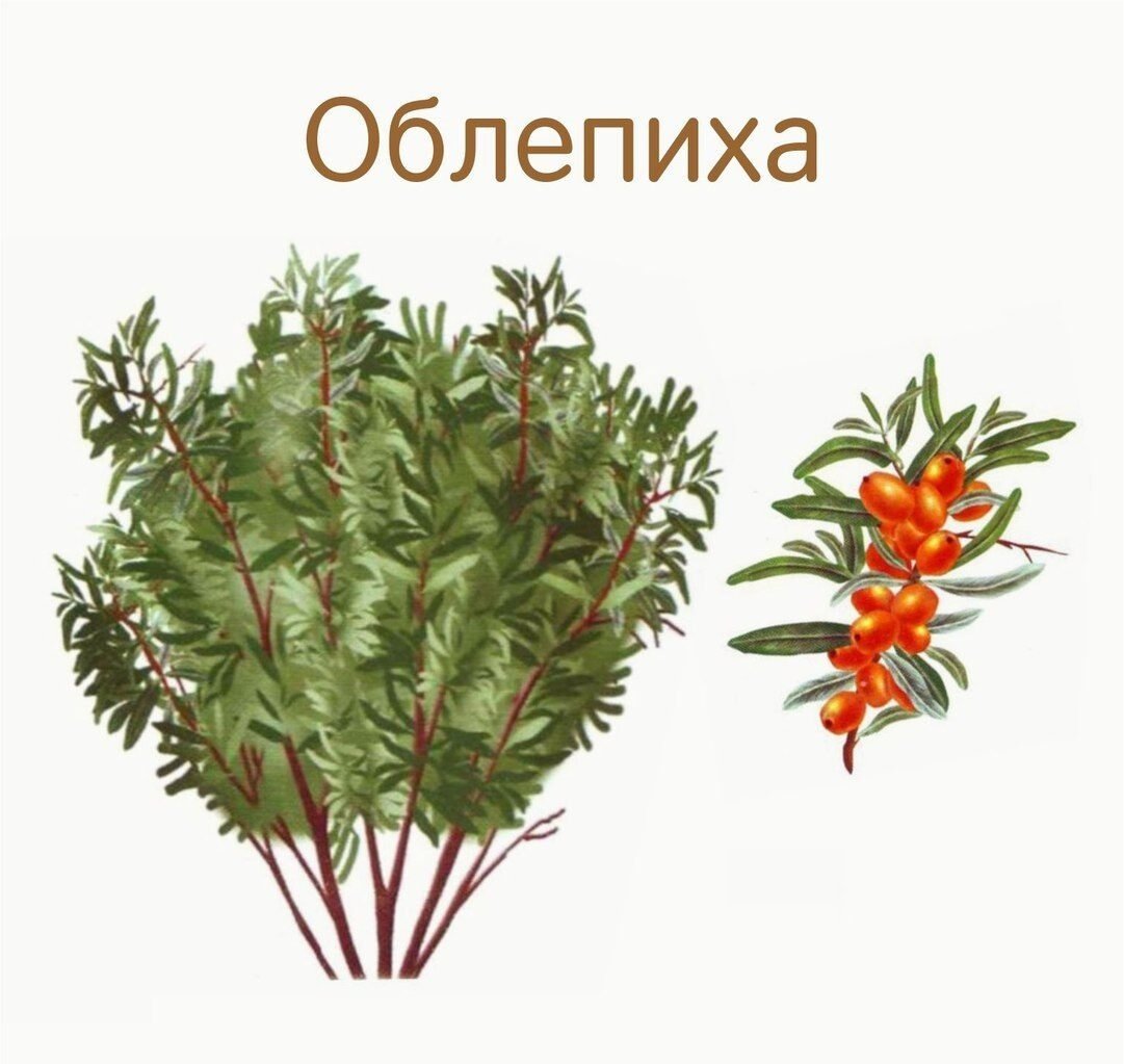 Куст для детей детского сада