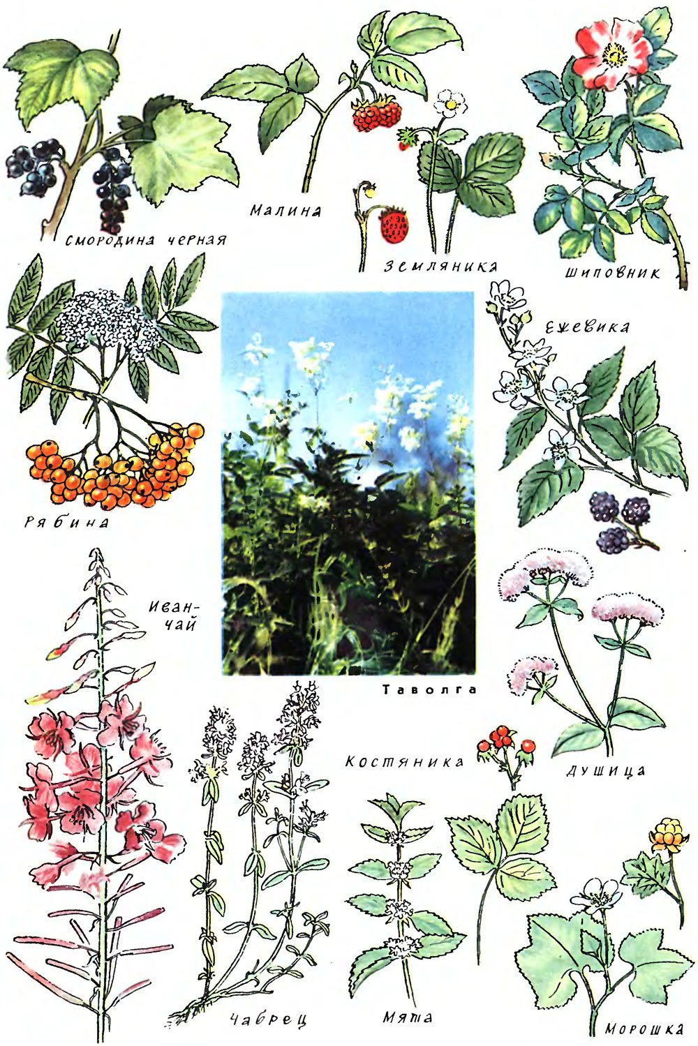 Лекарственные травы в лесу