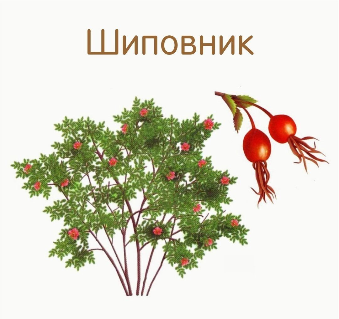 Кустарник шиповник для детей