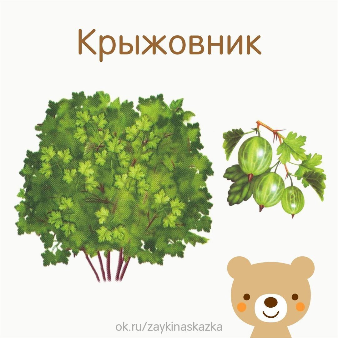 Кустарники для детей дошкольного возраста