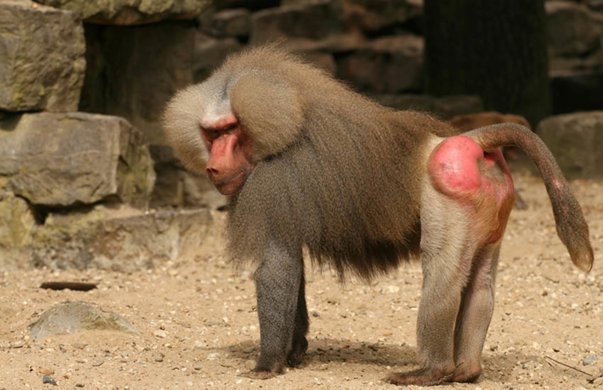 Обезьяна павиан