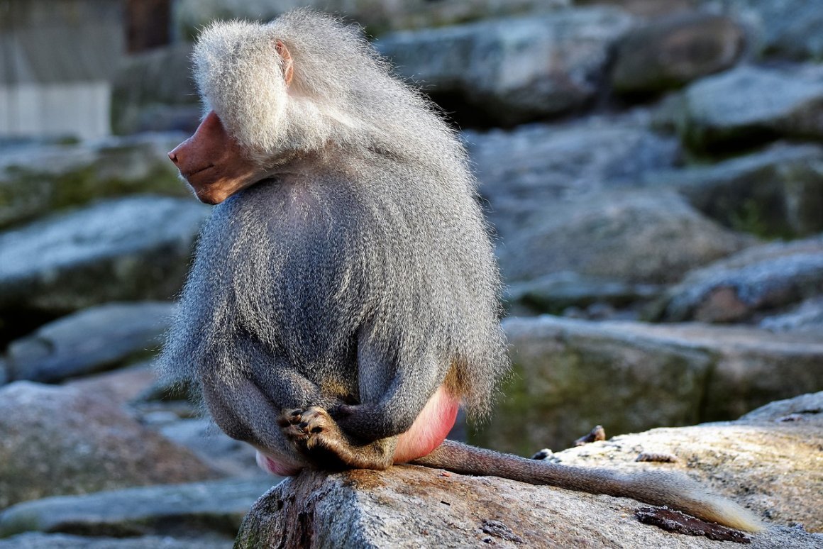 Гималайский Бабуин