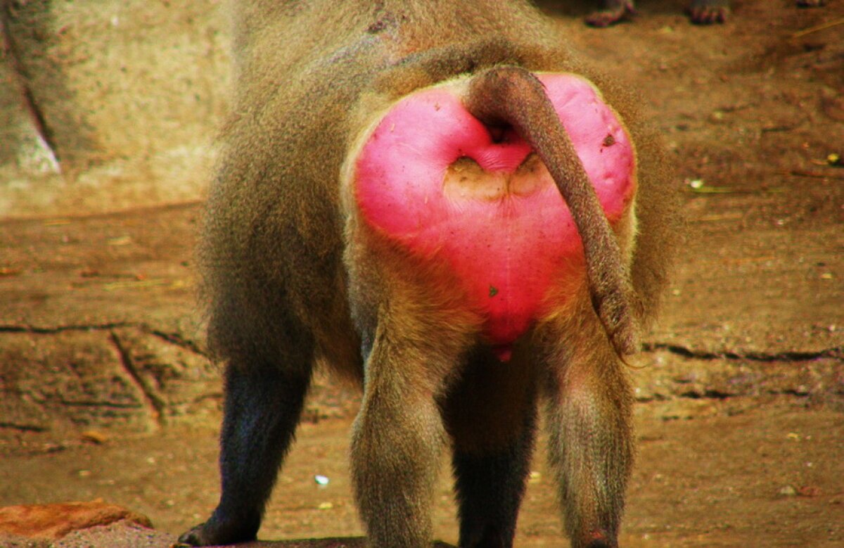 Павиан гамадрил