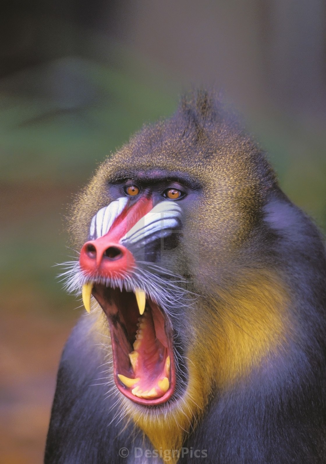 Бабуин Гелада