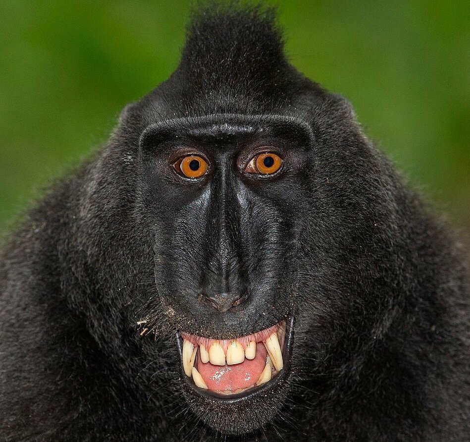 Бабуин улыбается