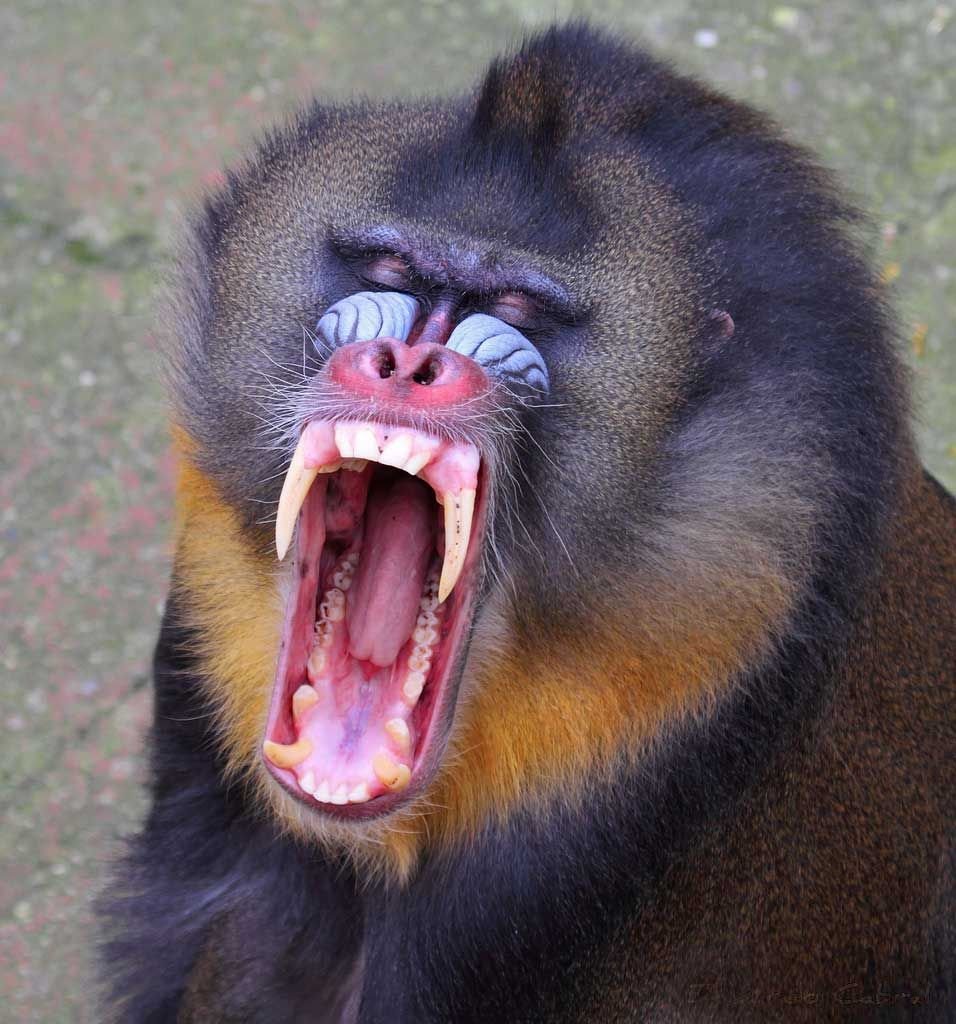 Подмышка обезьяны